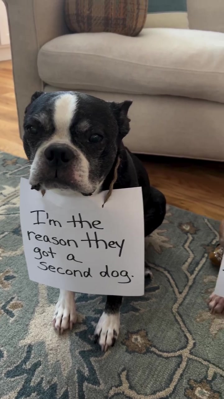 @Boston terriers for adoption