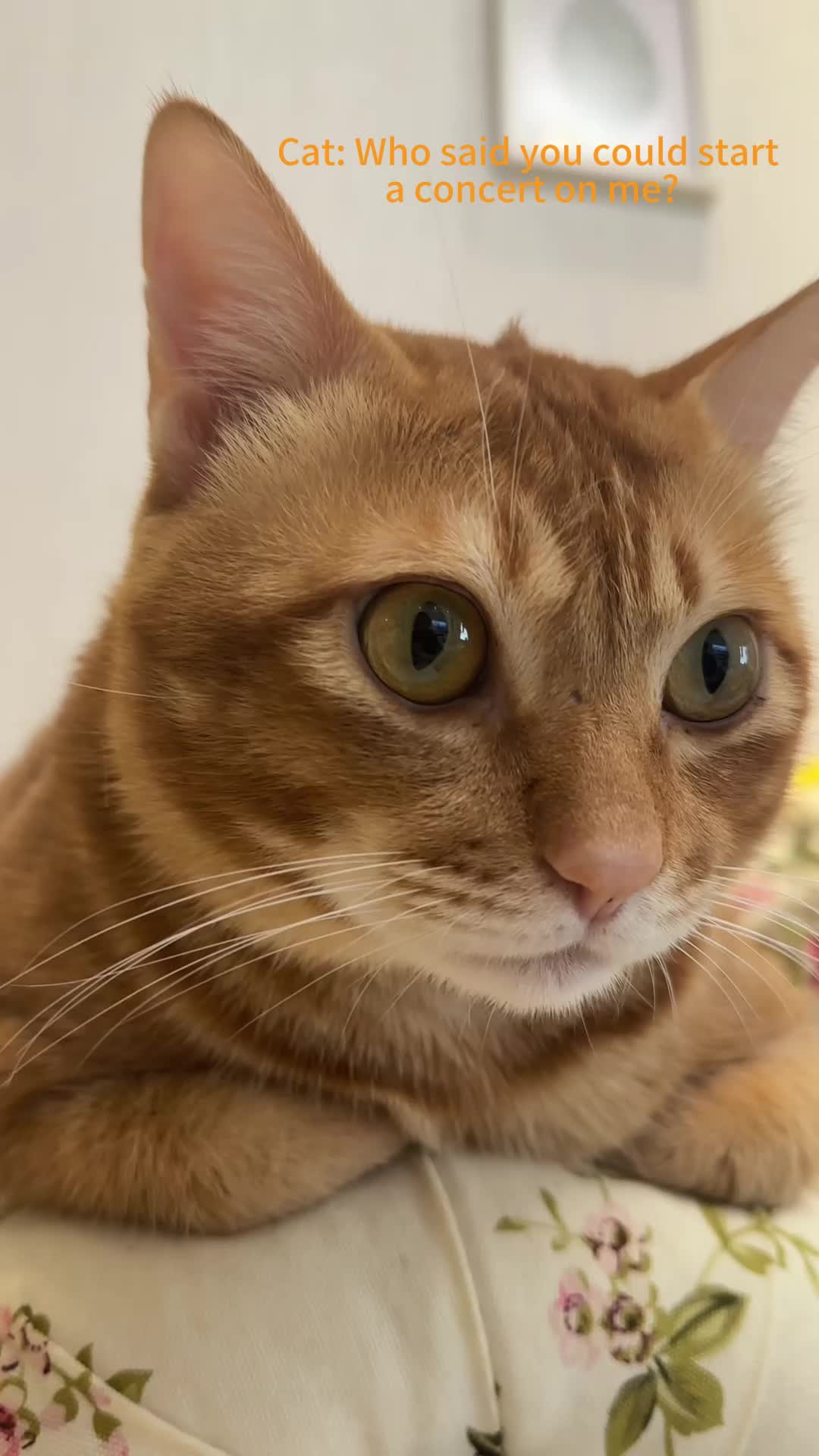 @MoewaiiCat