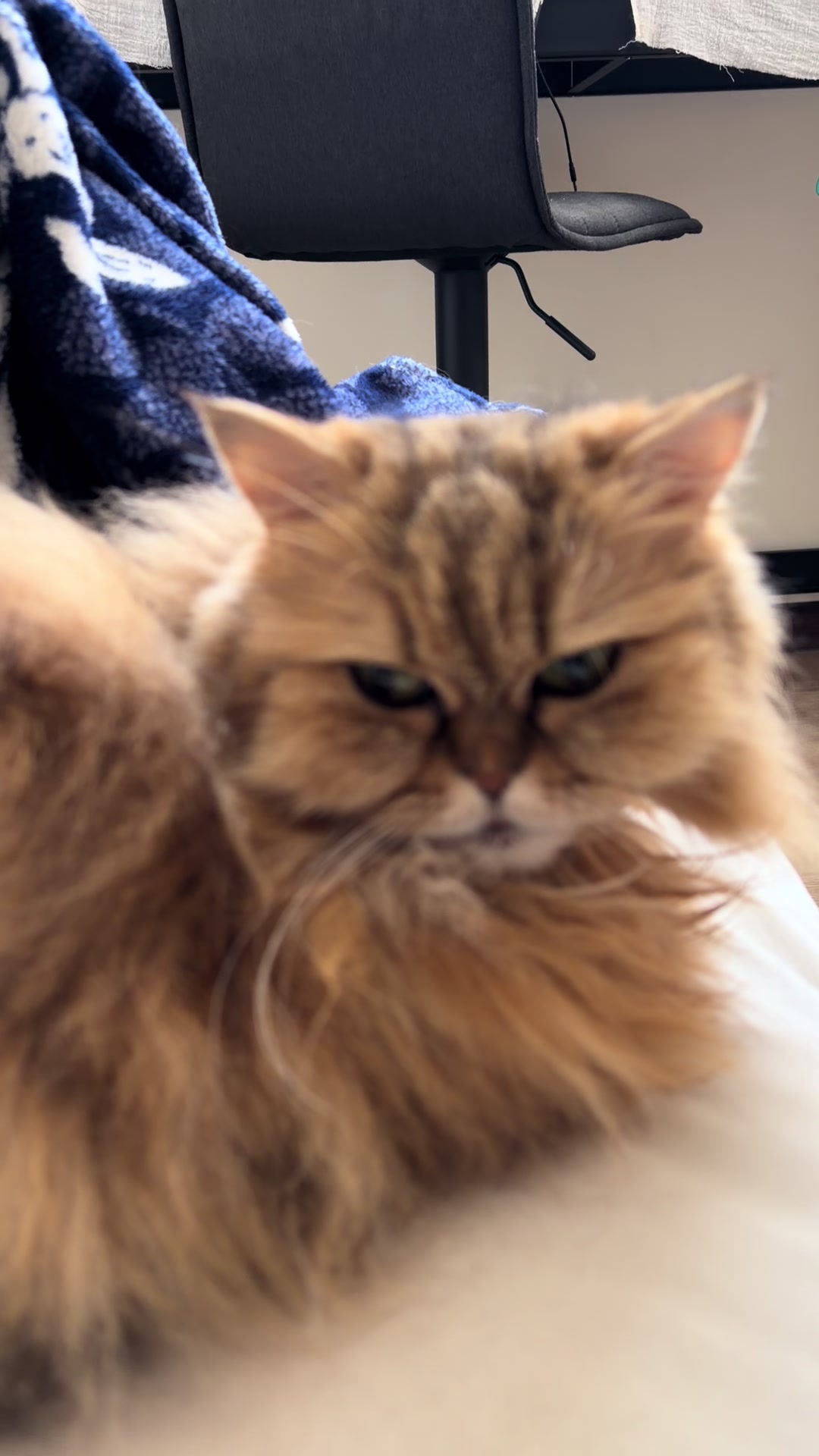 @🦷 Beboo the cat