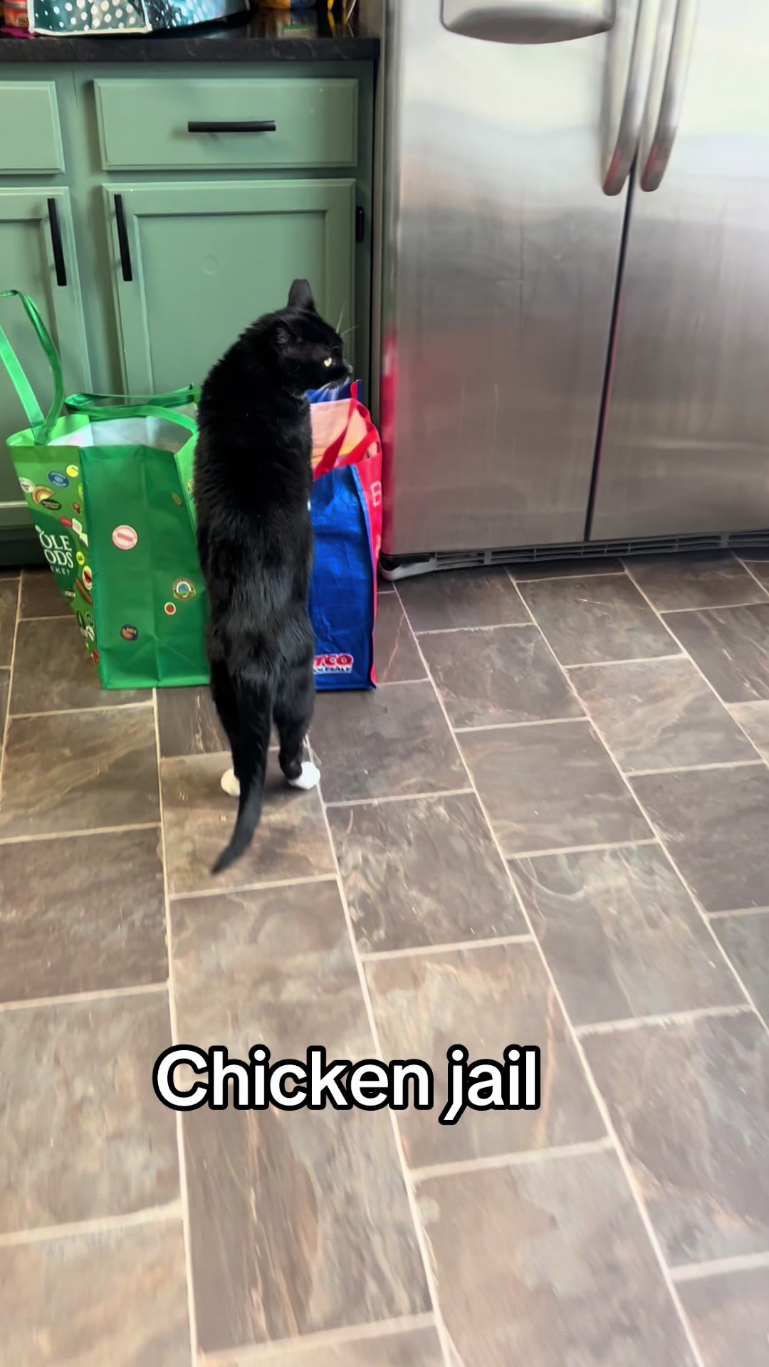 @Toby Purrrs