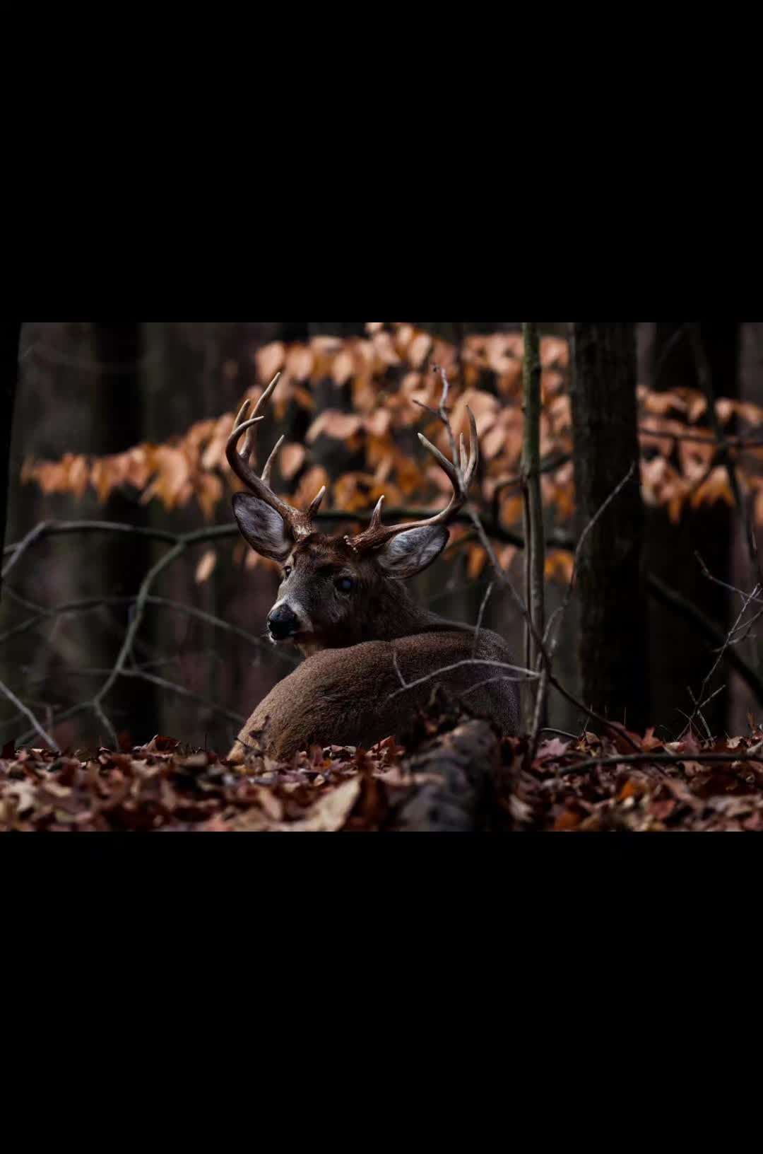 @Josue_wildlife_photography86