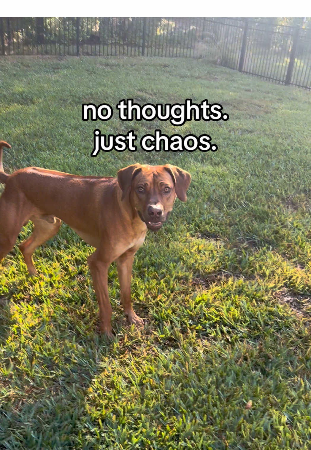 @Blue the Ridgeback