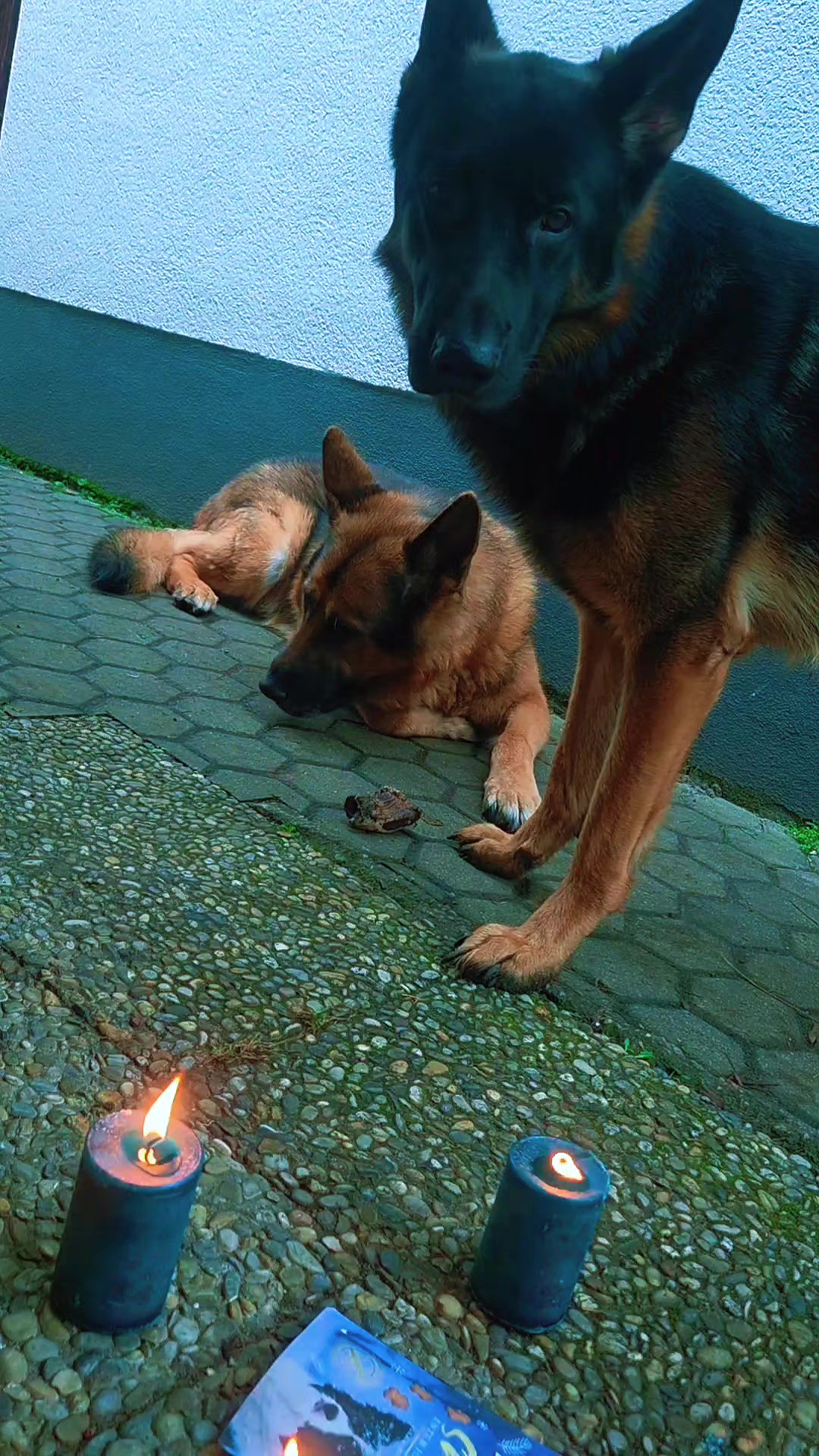 @Sch&auml;ferhundliebe  💗