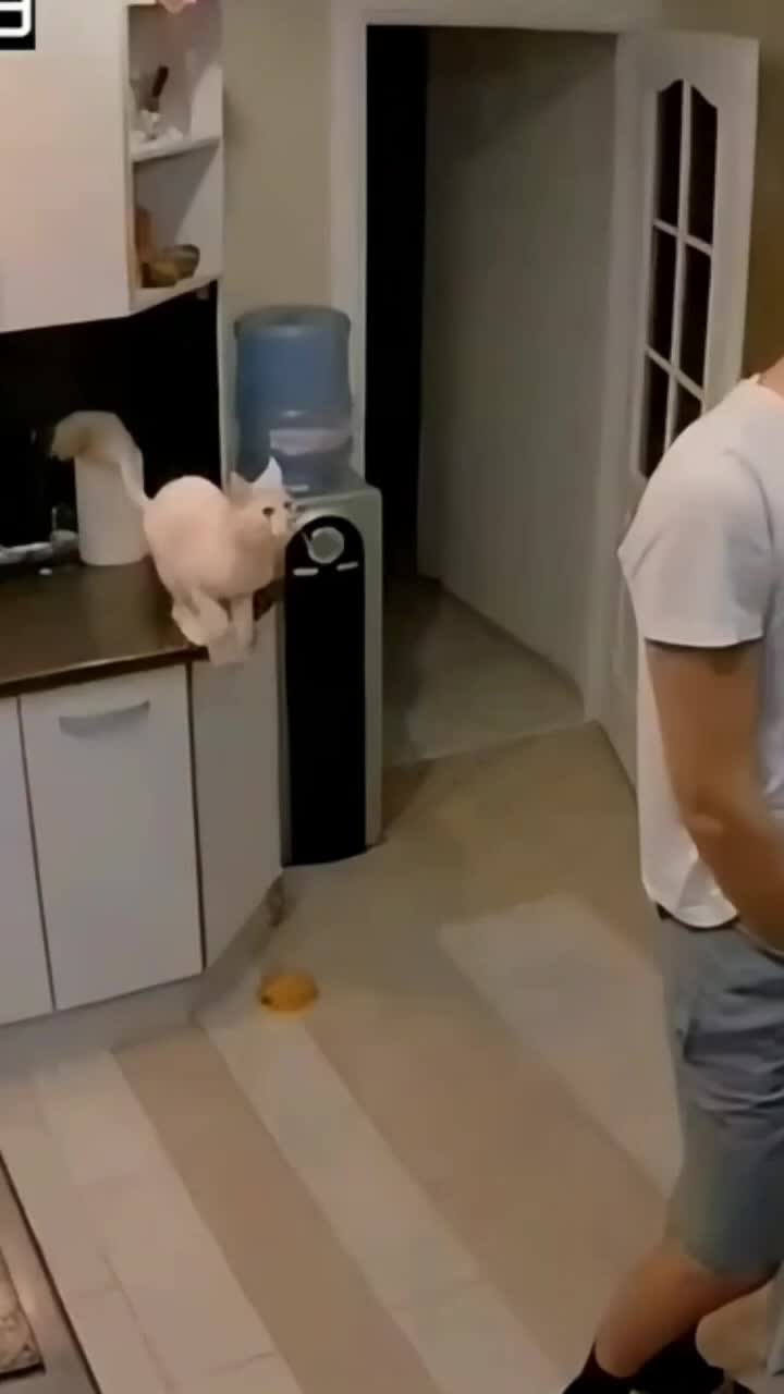 @catmood_dailymix