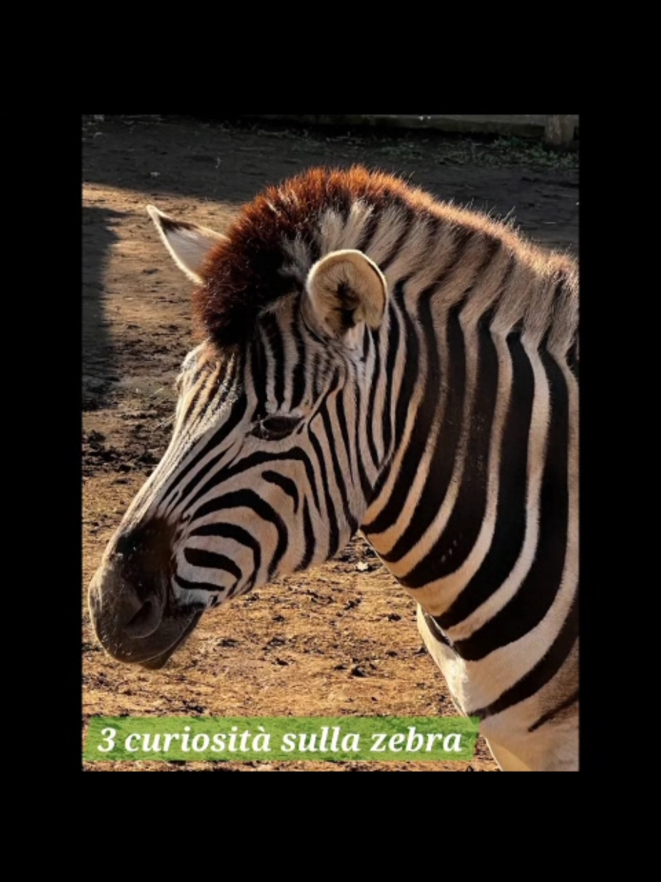 @Parco Zoo delle Star