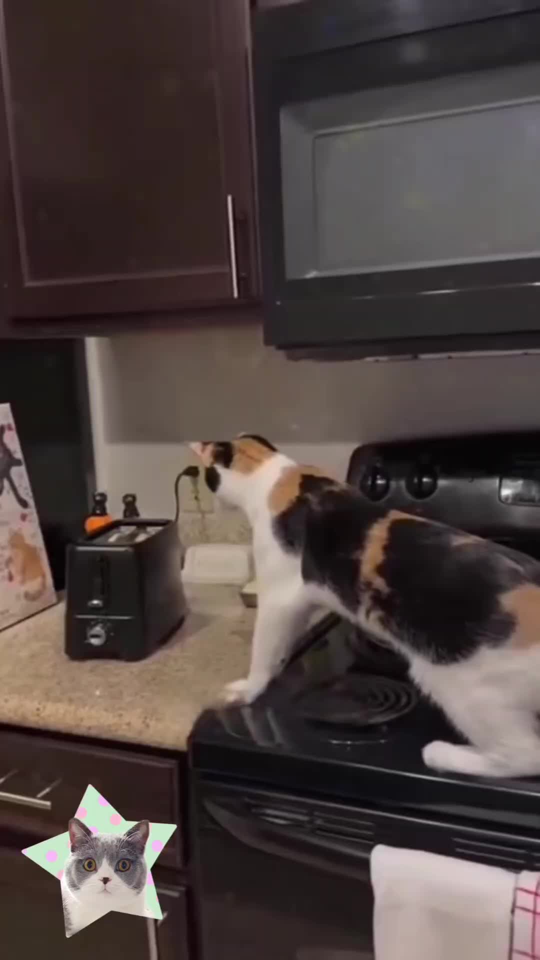 @catmood_dailymix