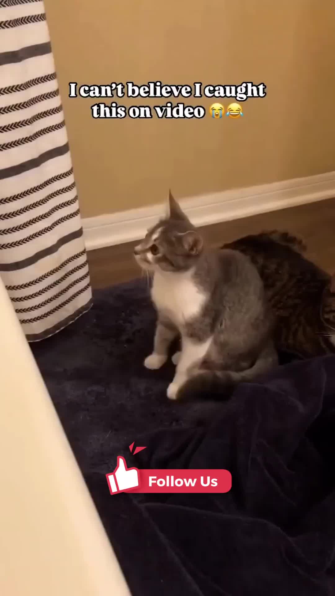 @catmood_dailymix