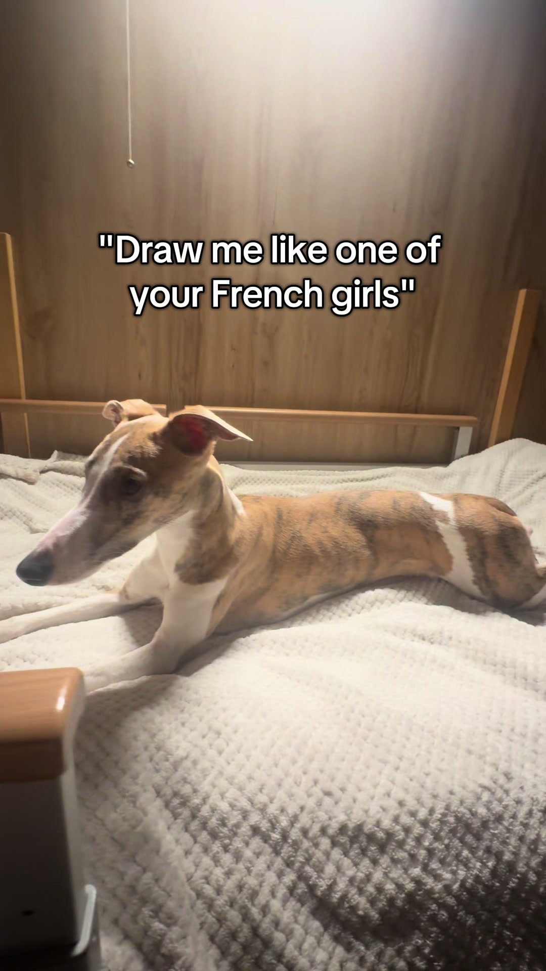 @bianka.the.whippet
