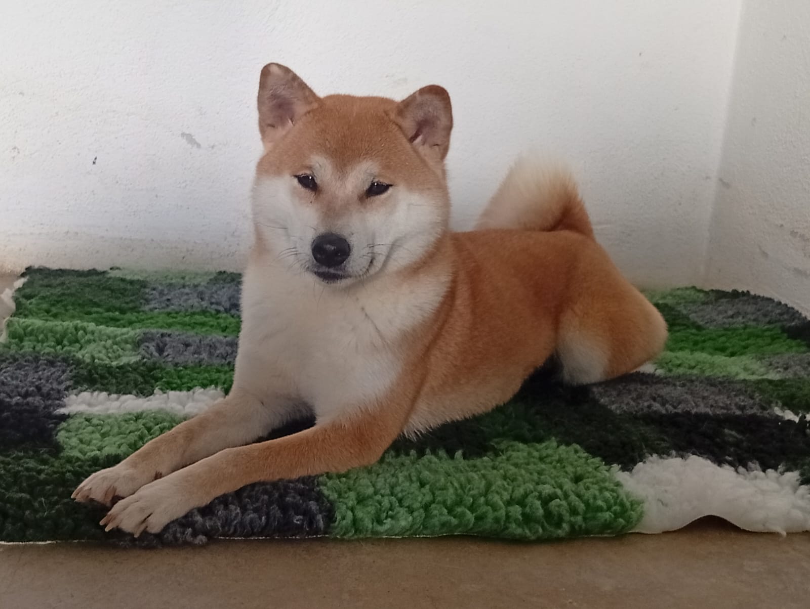 @Mochi Shiba Inu di E.Brignone