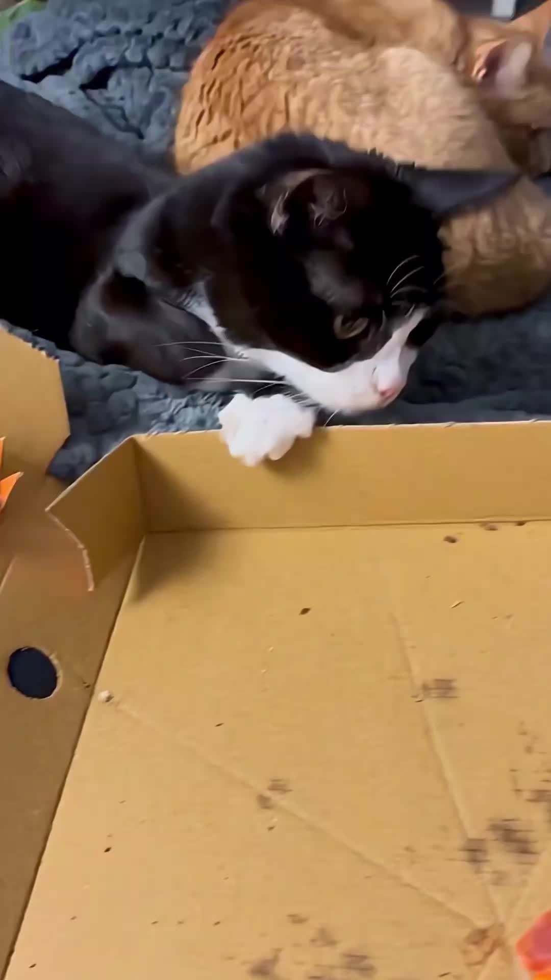 @catmood_dailymix