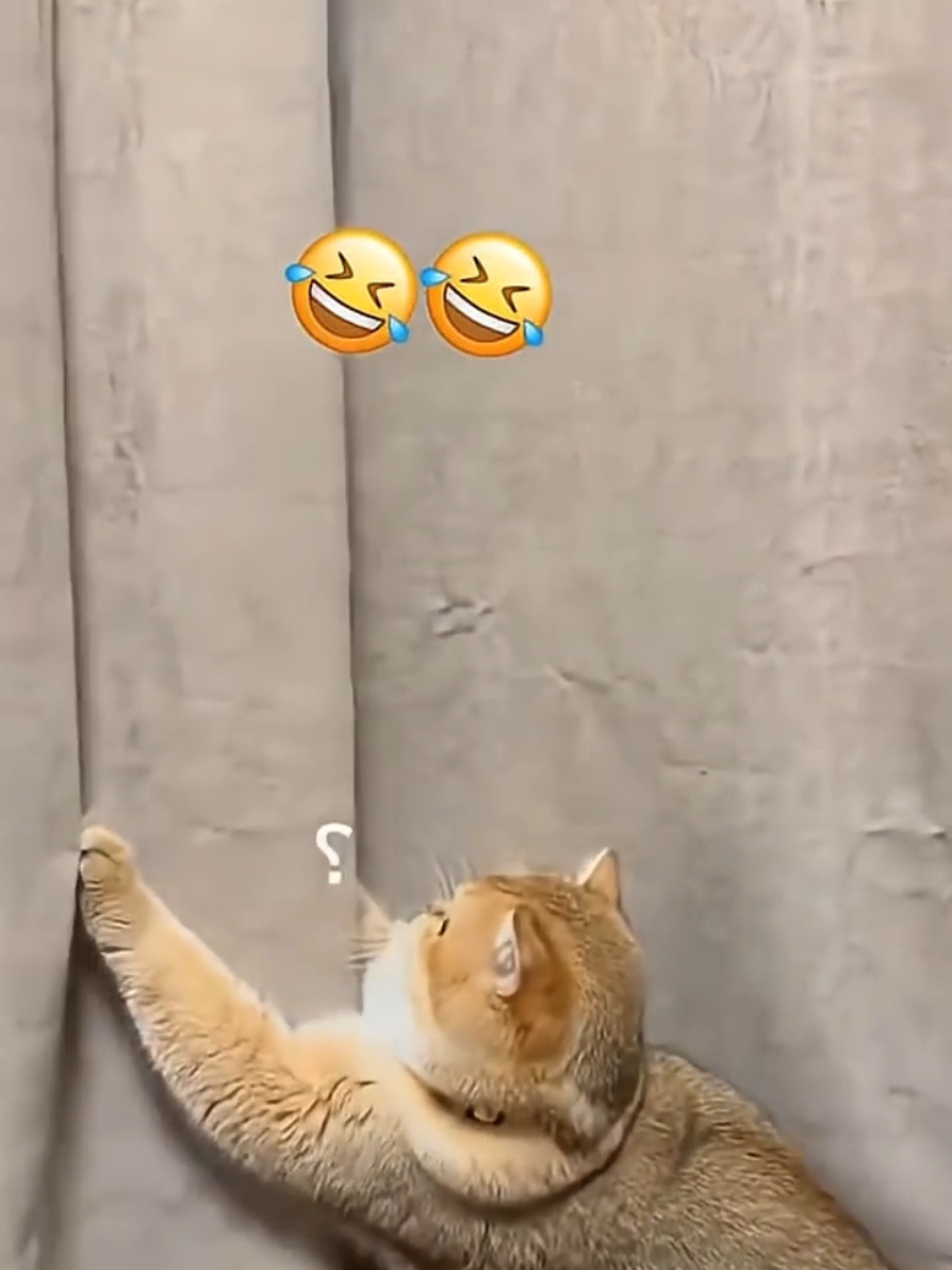 @catmood_dailymix