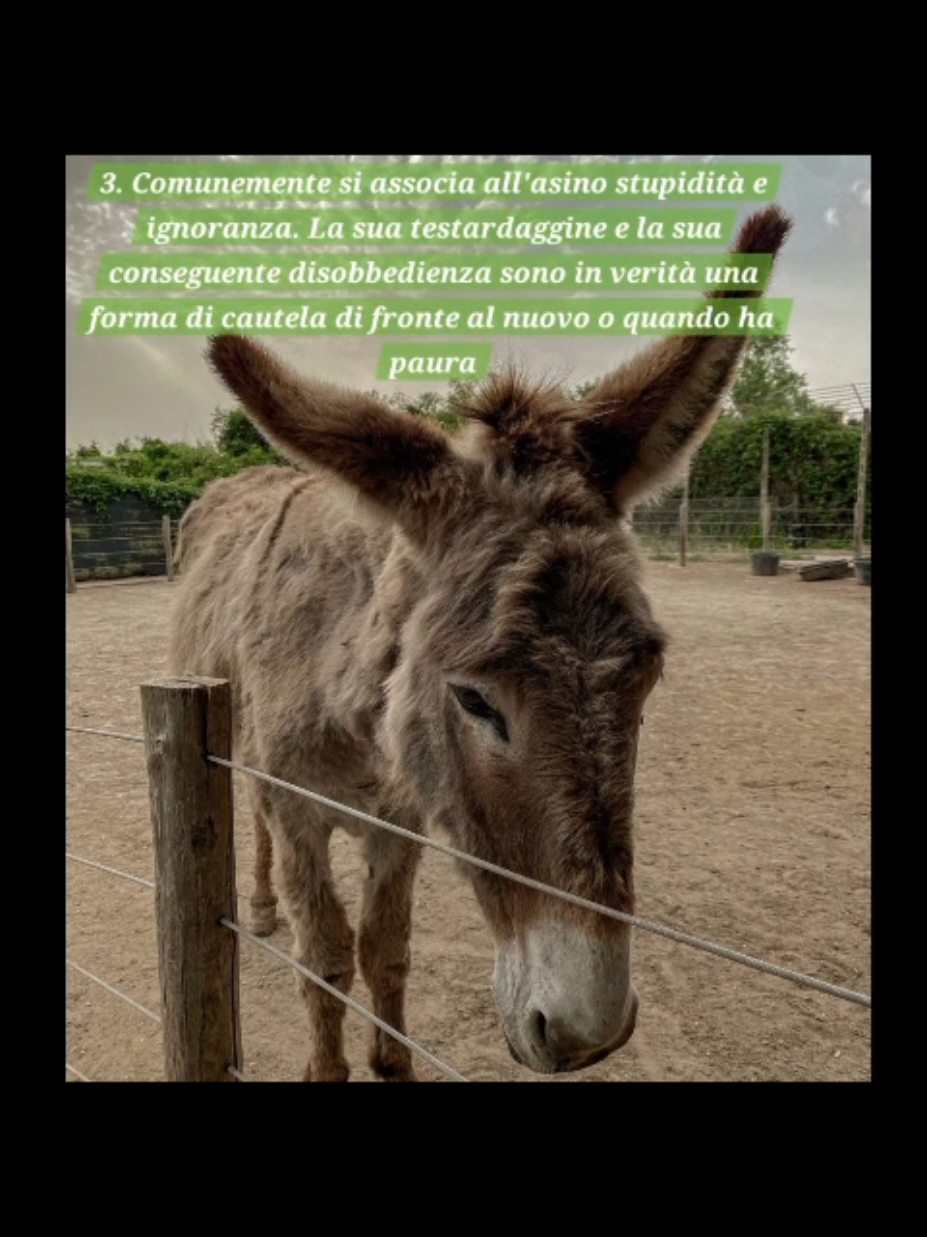 @Parco Zoo delle Star