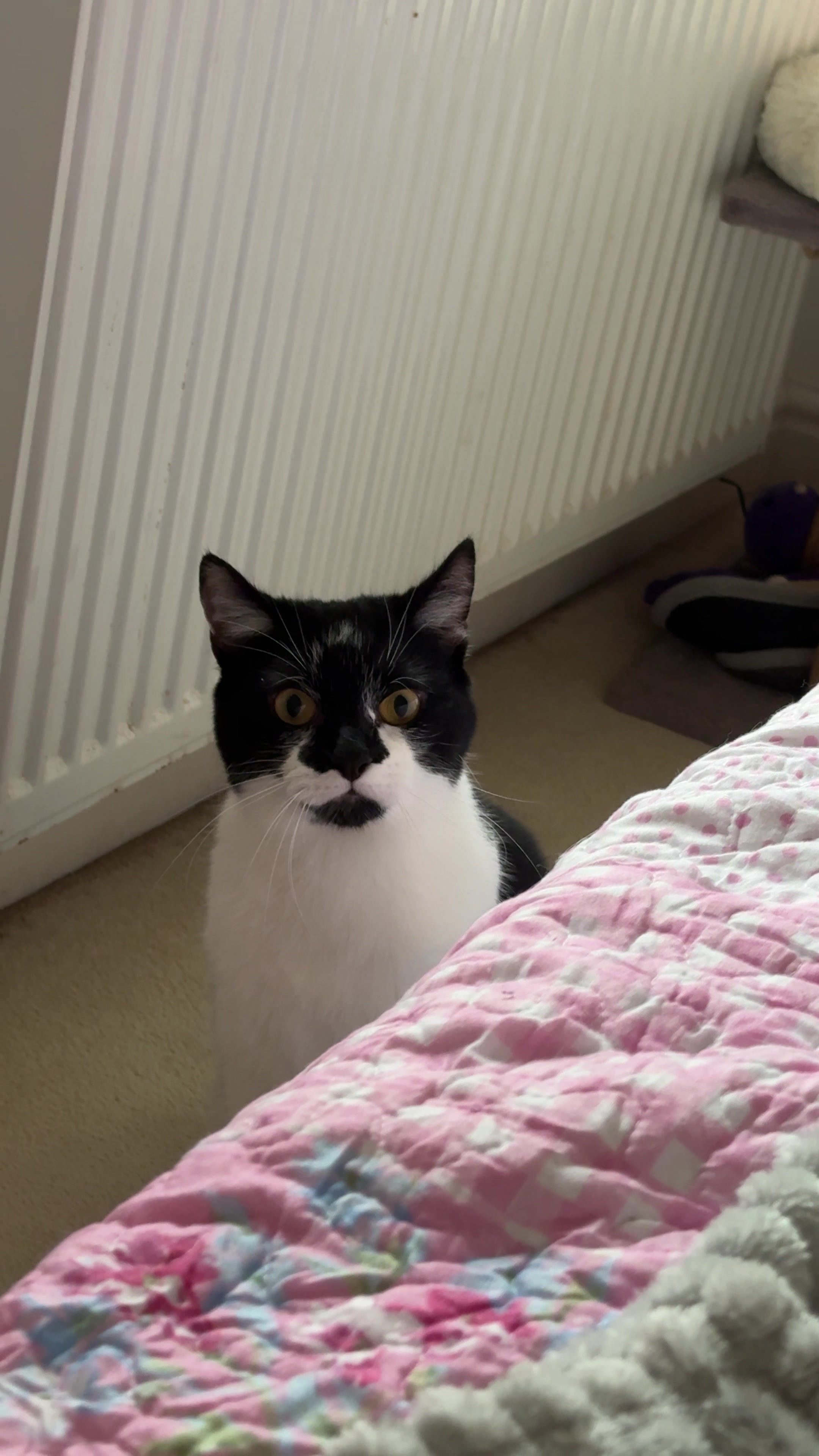 @Chibi.the.cat