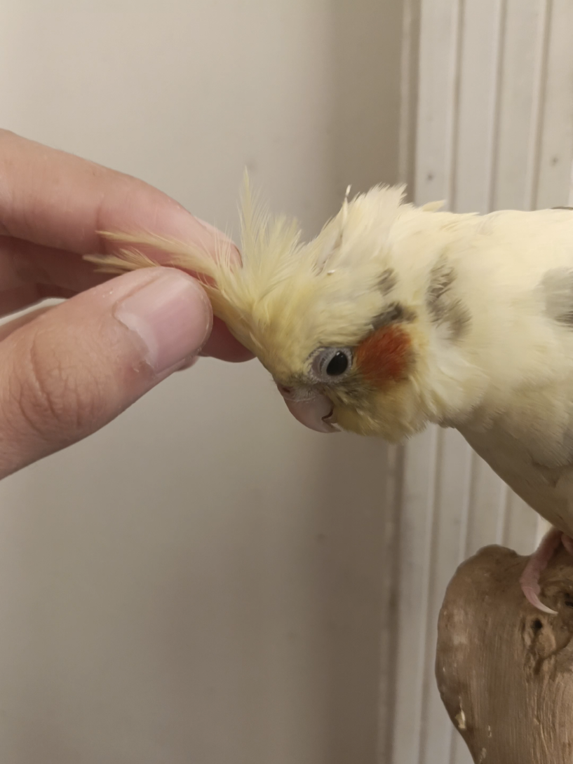 @Cockatiels Craze