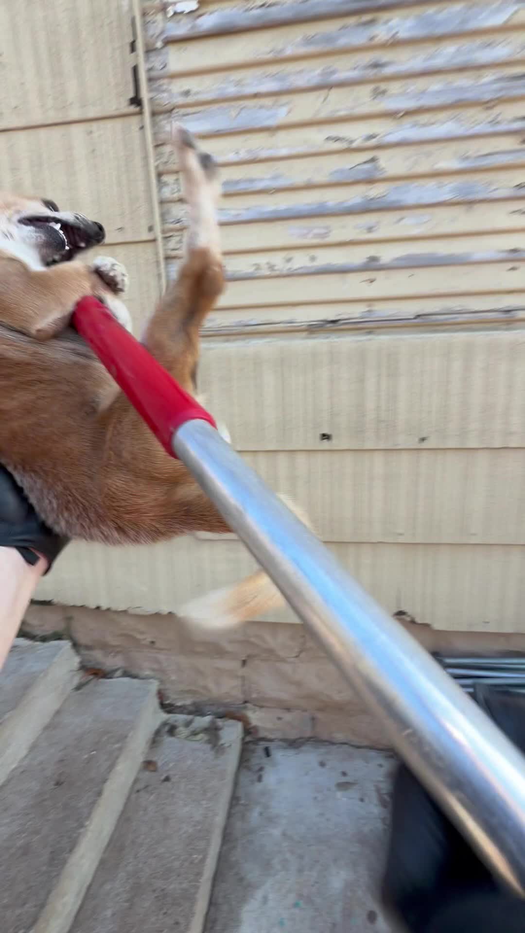 @AnimalWelfareGuy