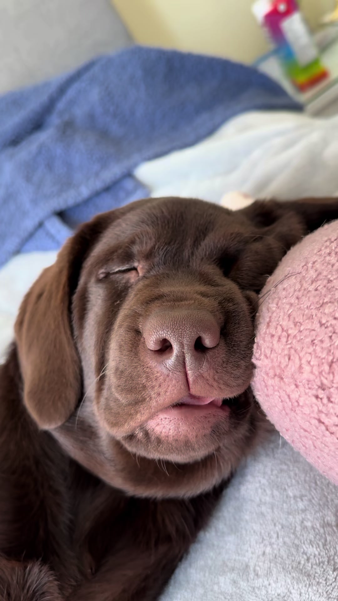 @the_lab_millie