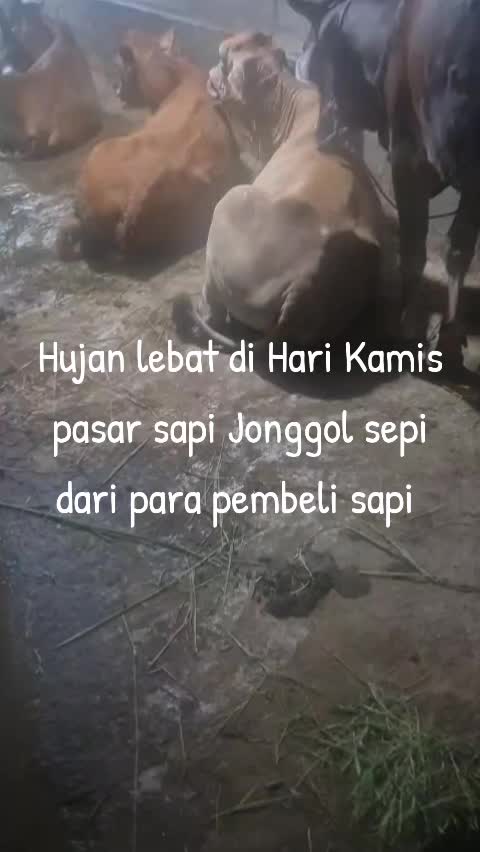 @padangzambrud