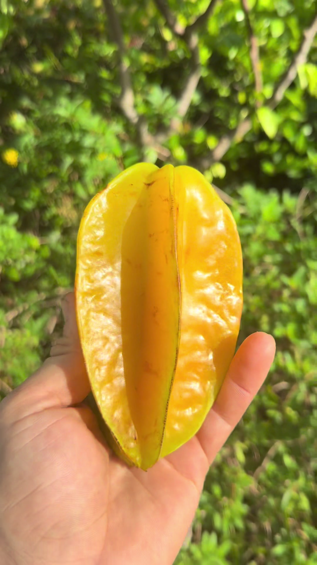 @will.harvest