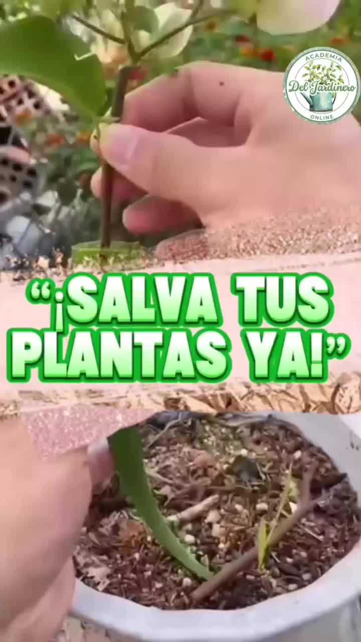 @MIJARDIN