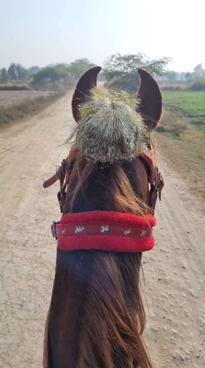 @majid Ƙ&agrave;ț&agrave;ř&icirc;ŷ&aring;