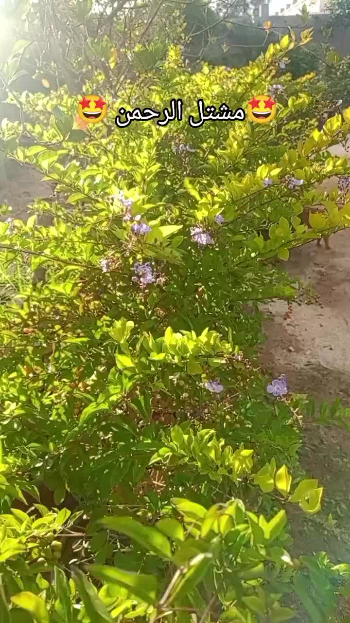 @مشتل الرحمن