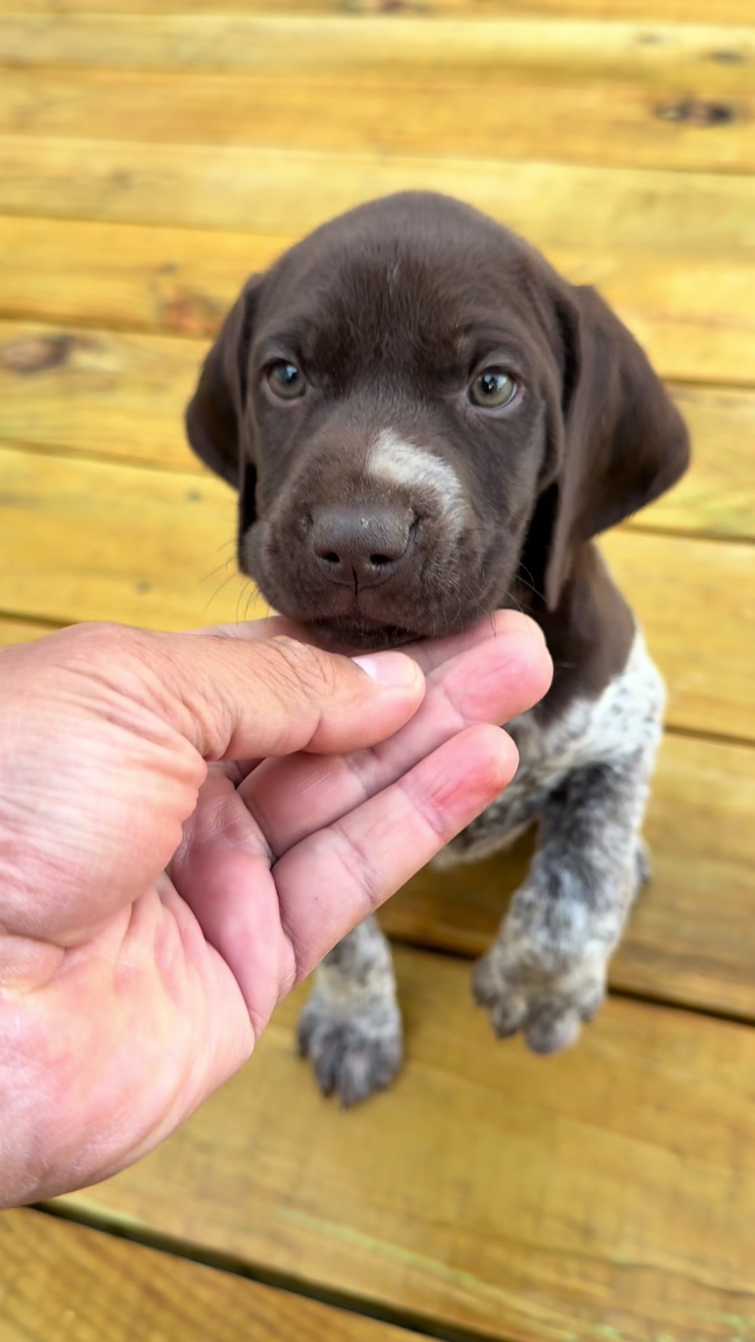 @heritagegspkennels
