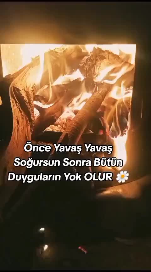 @papatyamm