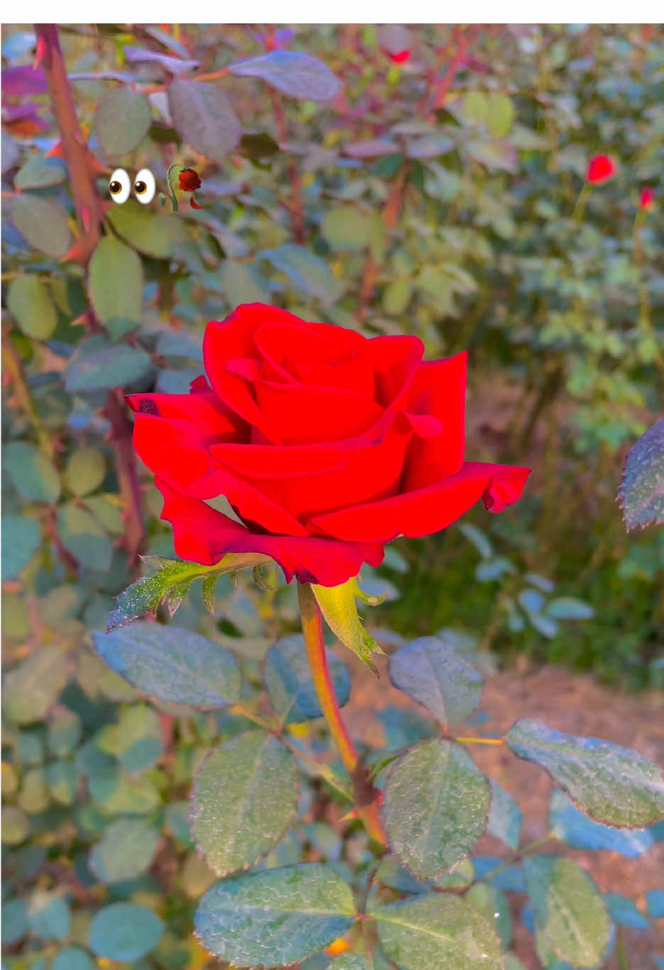 @😎اویس میئو💝