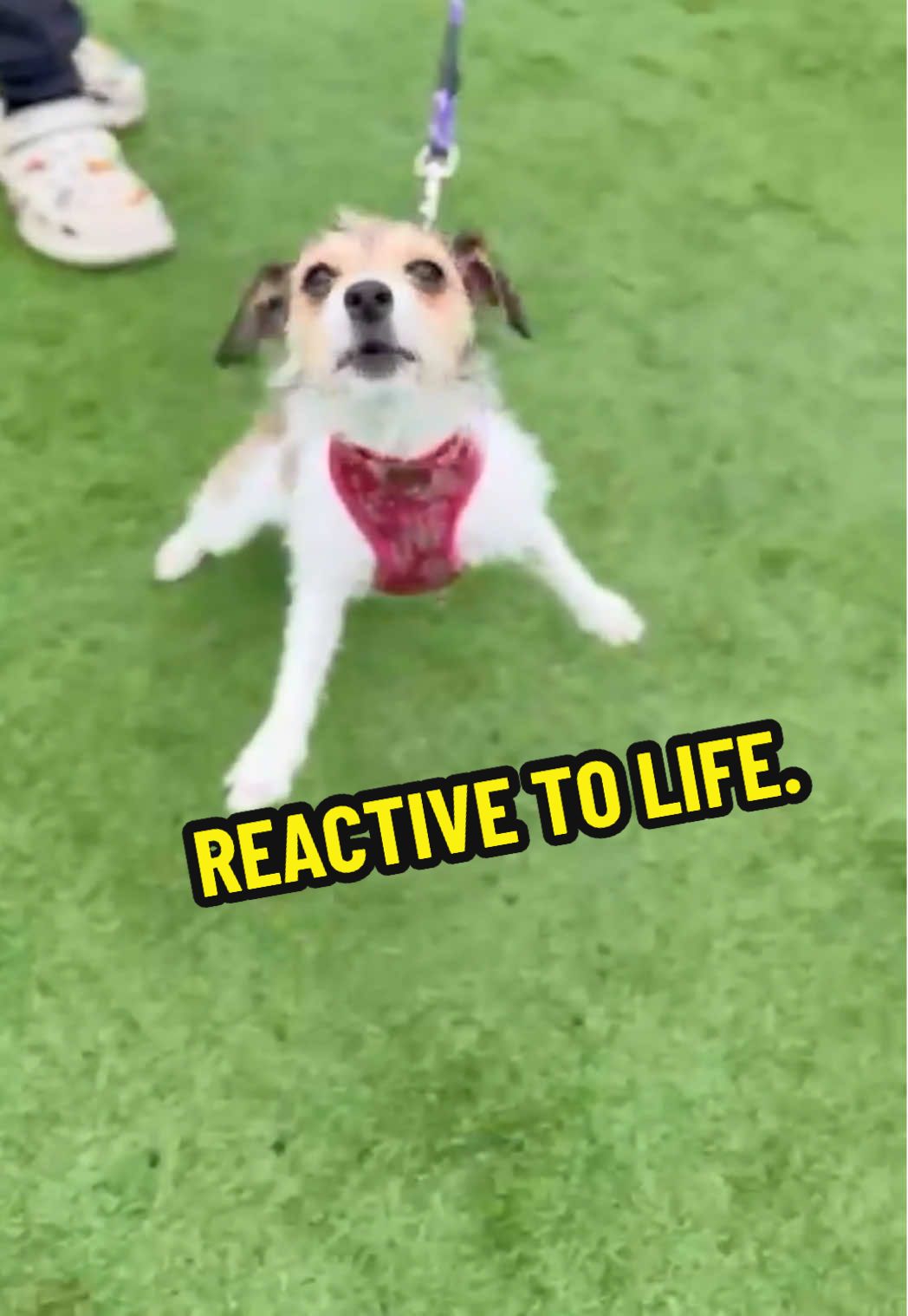 @LeeJonesOfficial Dog Training