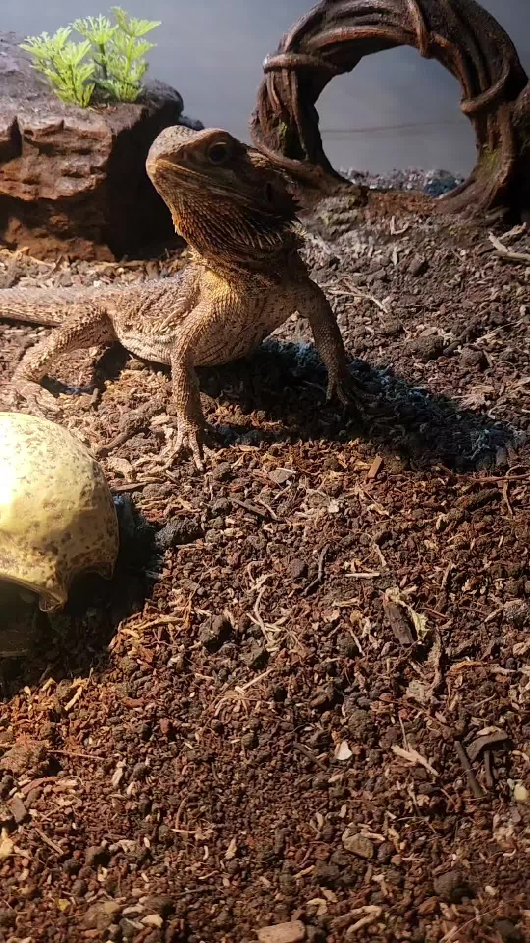@Ballard&rsquo;s Reptiles