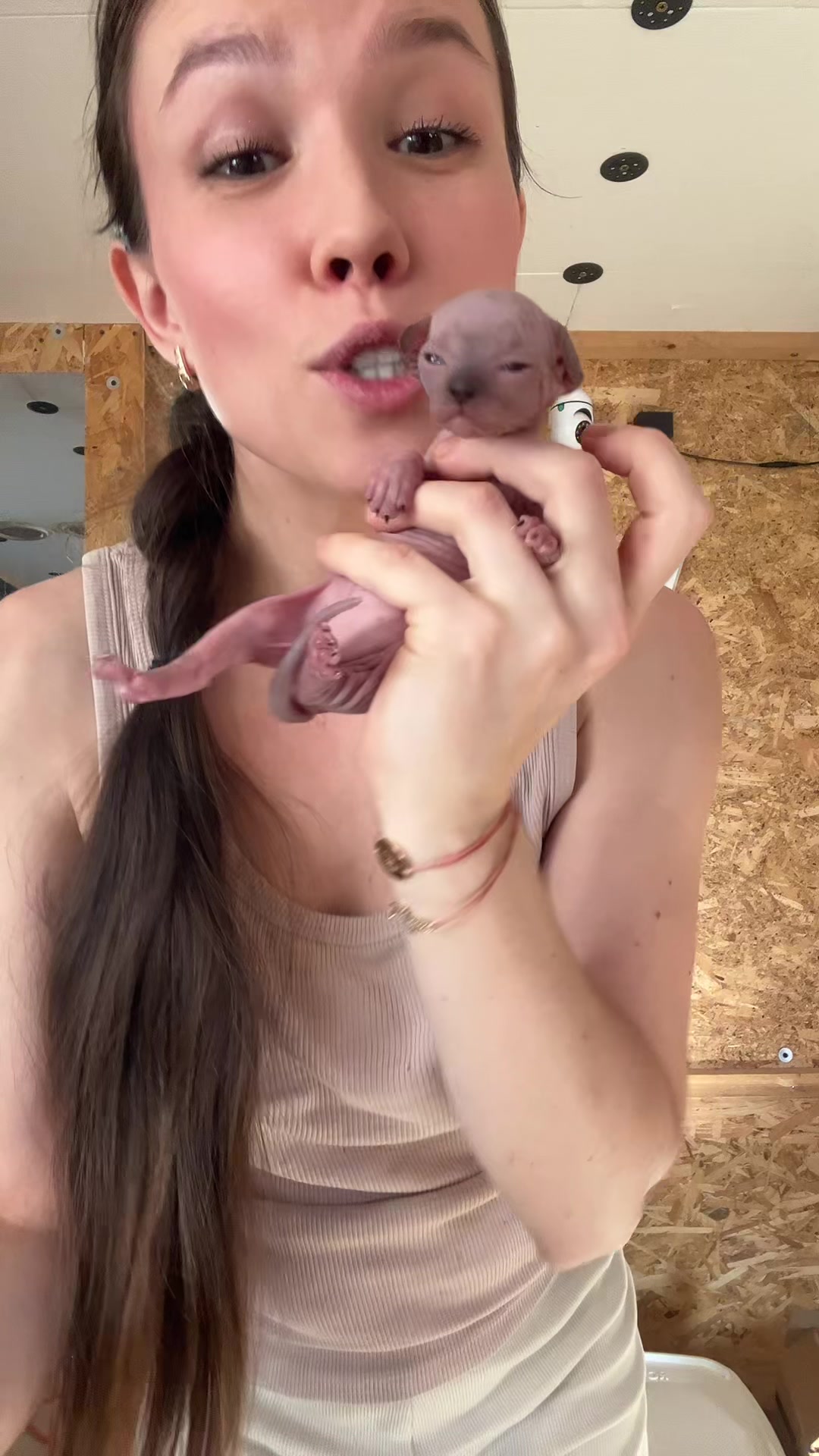 @Diana Ciortan Sphynx Romania