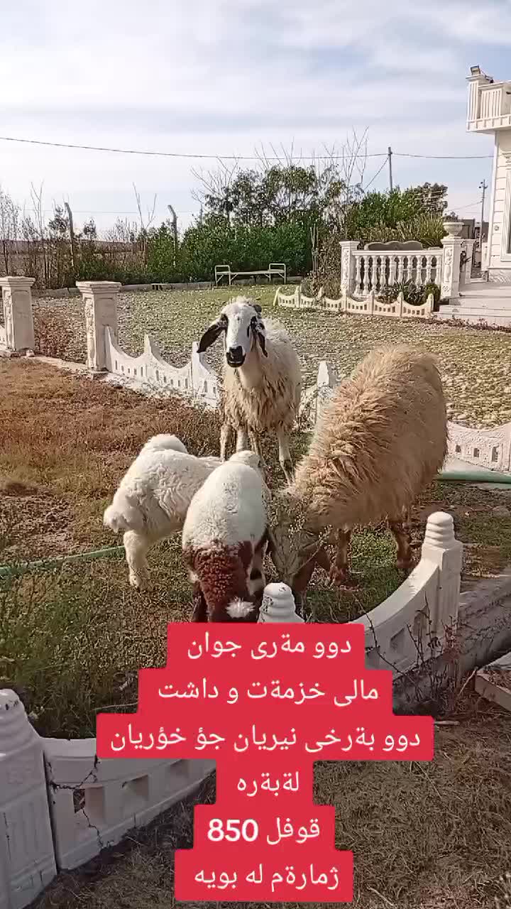 @احمد الكوردي
