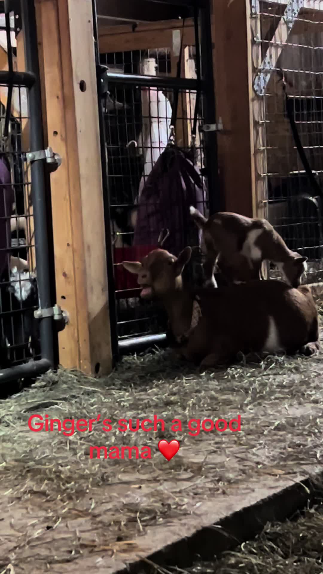 @WollamFarm