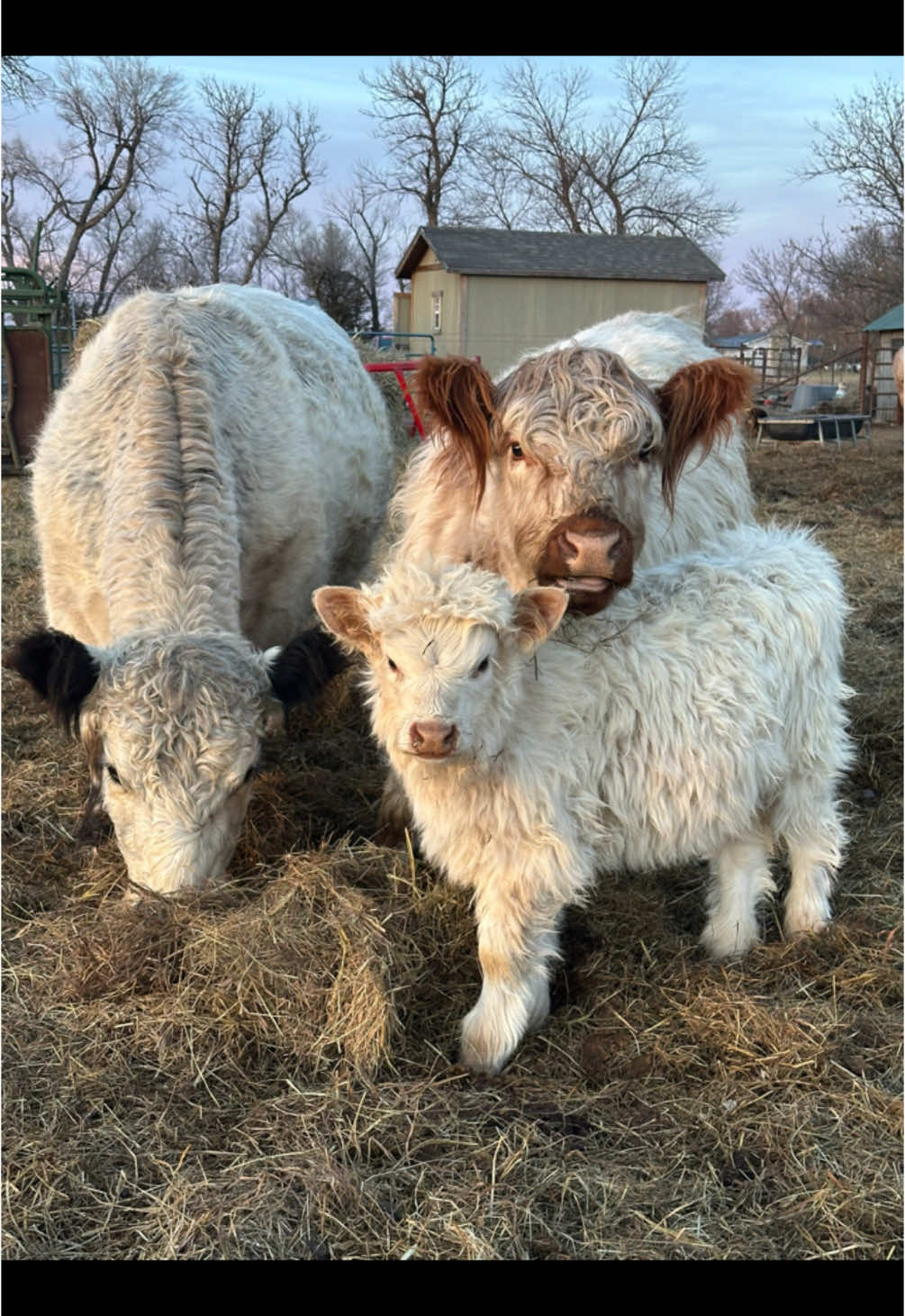 @Tami | FarmD Family Farm