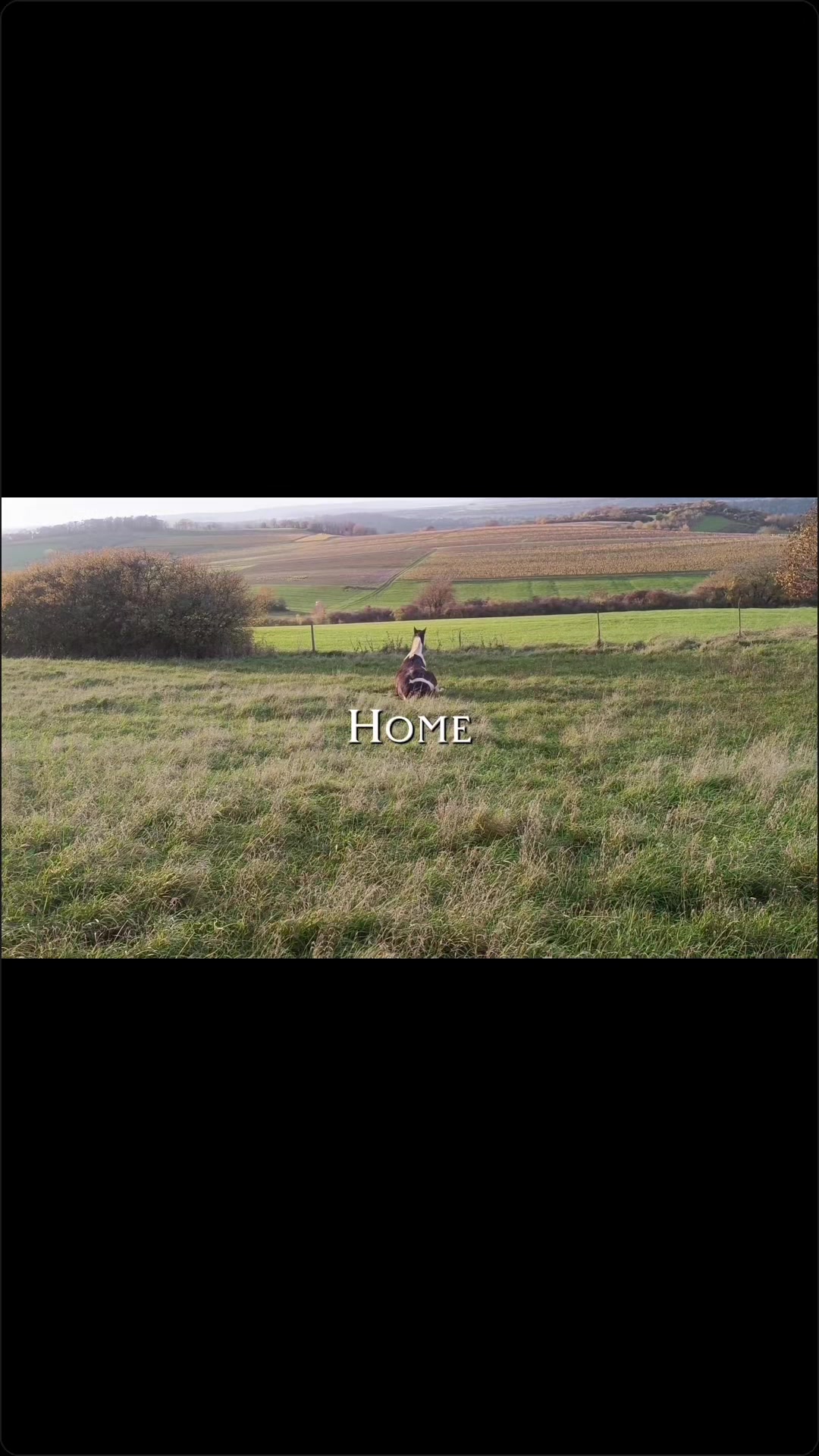 @horses for live