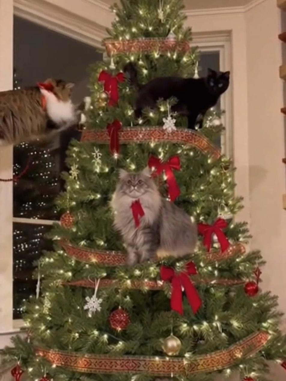 @The Cat Pods