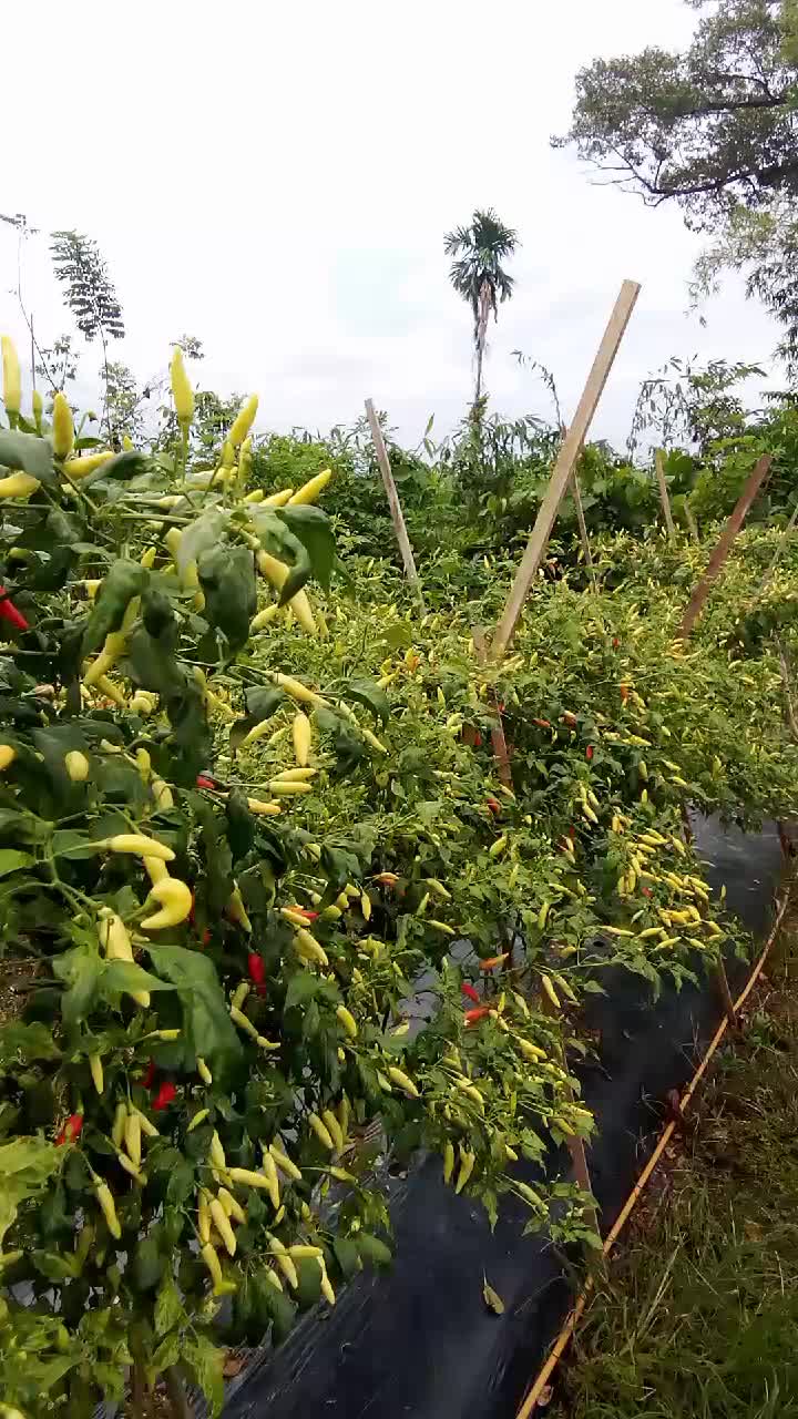 @SURYA TANI