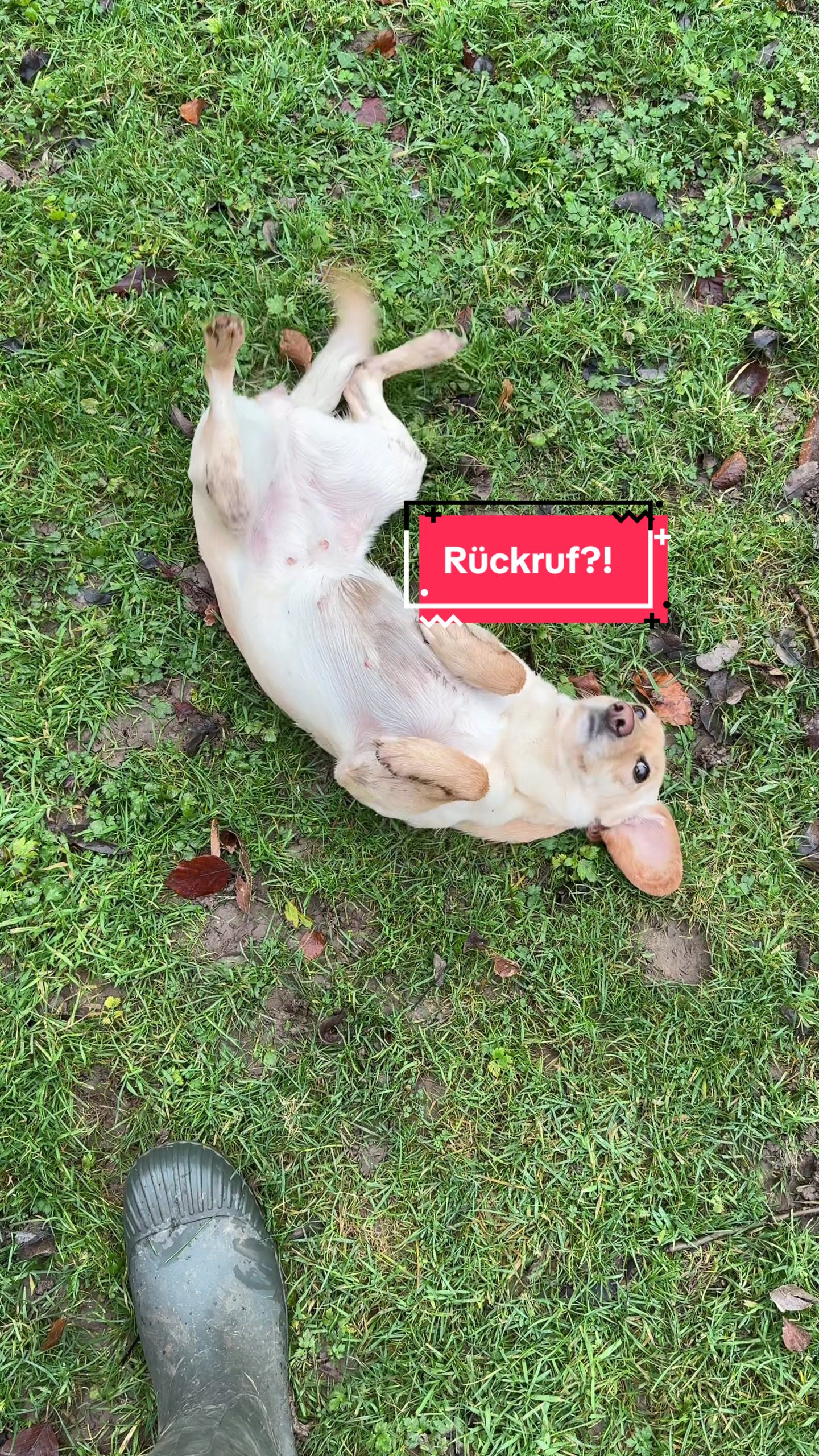 @alex_hundecoach