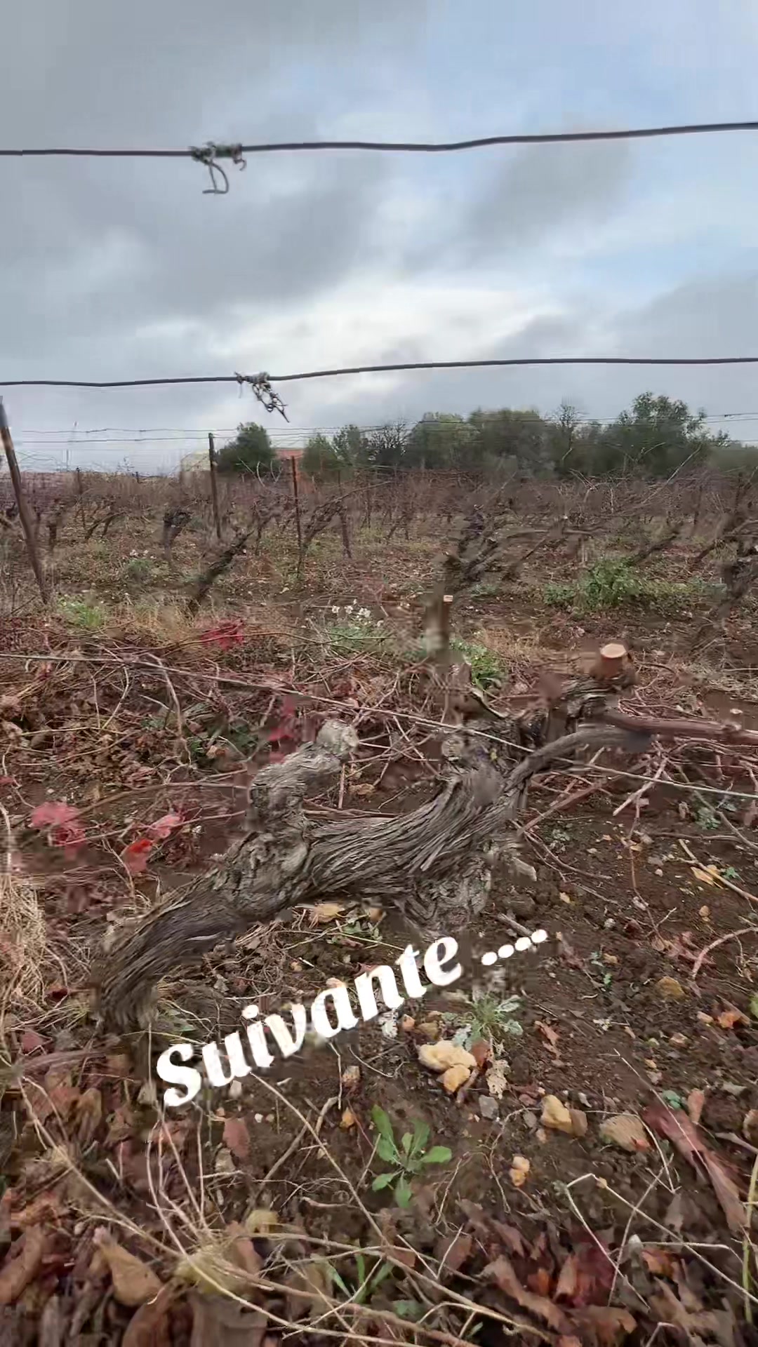 @Nico 🍇🍷🇫🇷