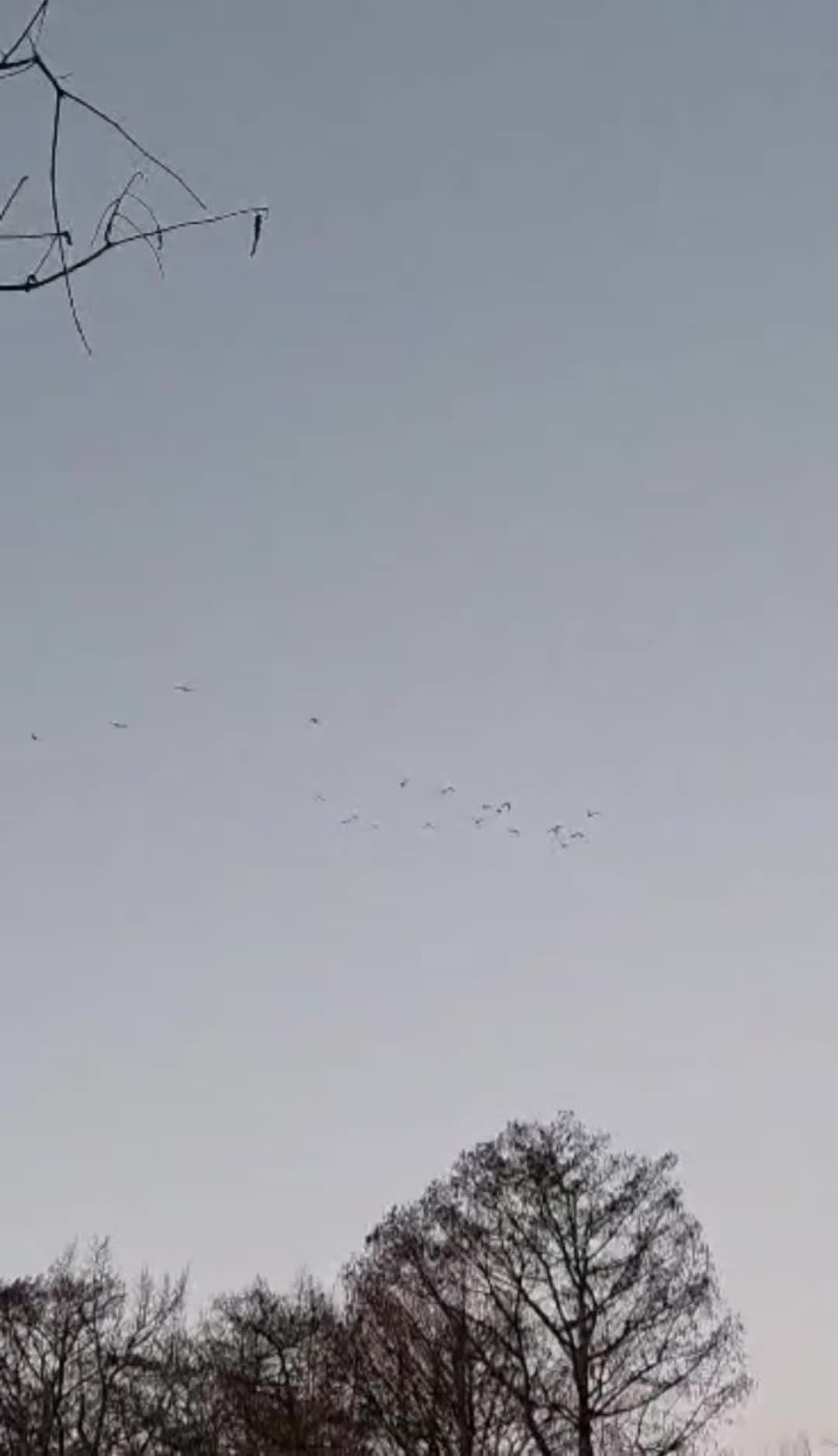 @thatduckdude