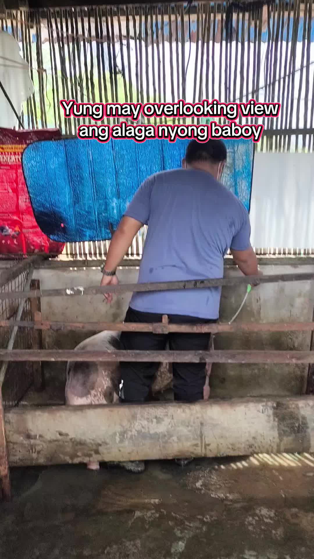 @Marj Pig Farm Vlogs