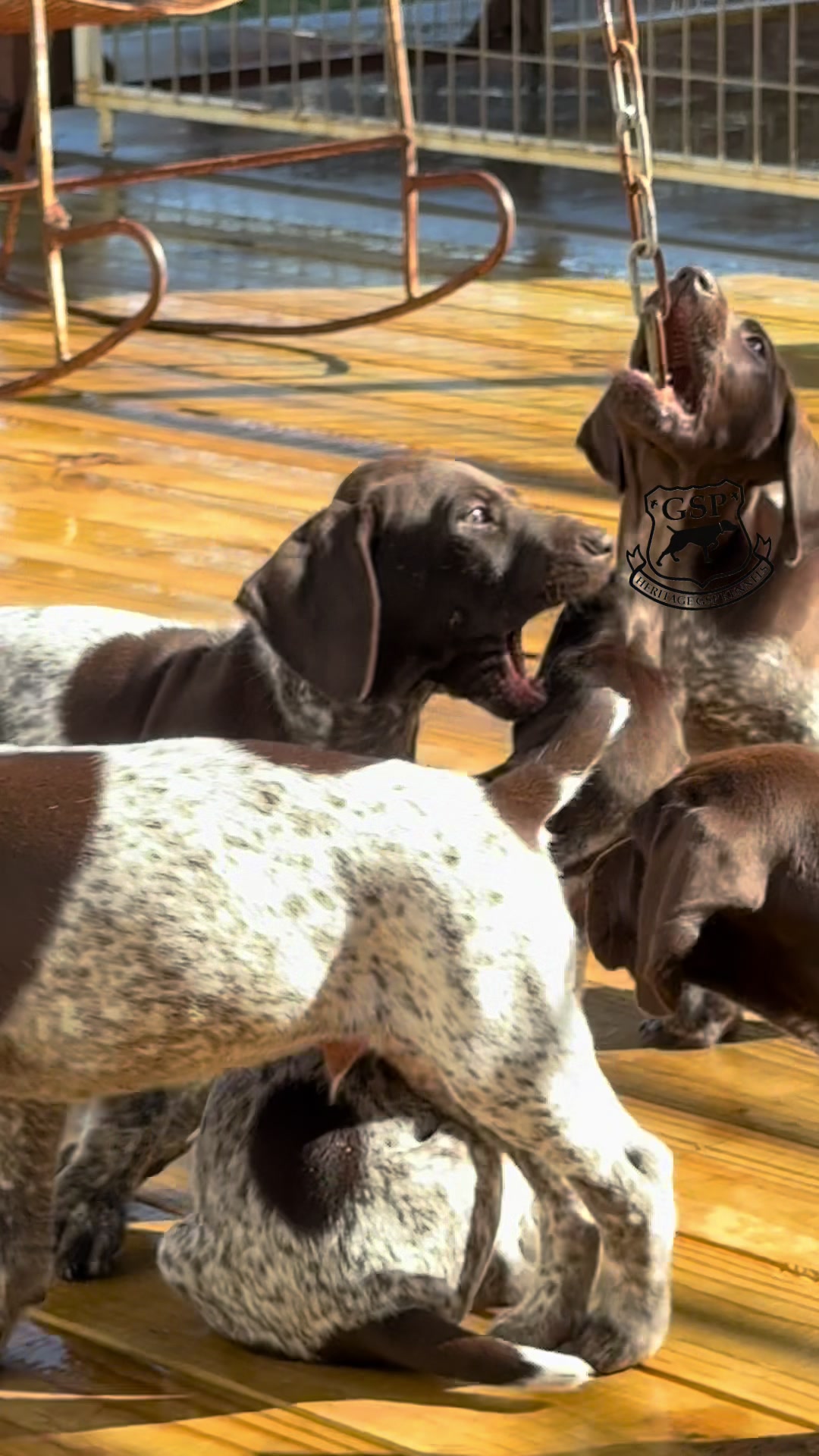 @heritagegspkennels