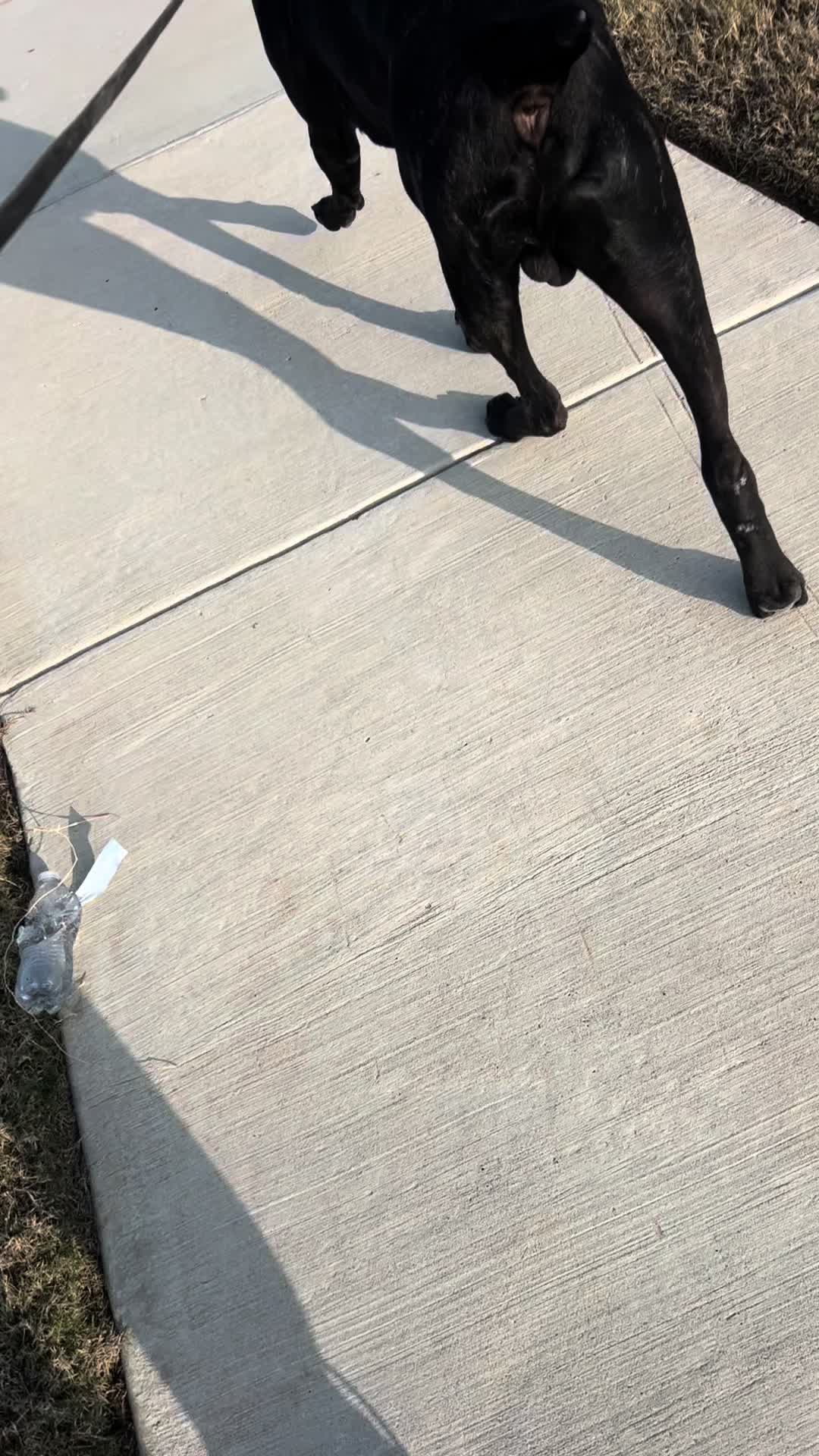 @HardBody K9 Training