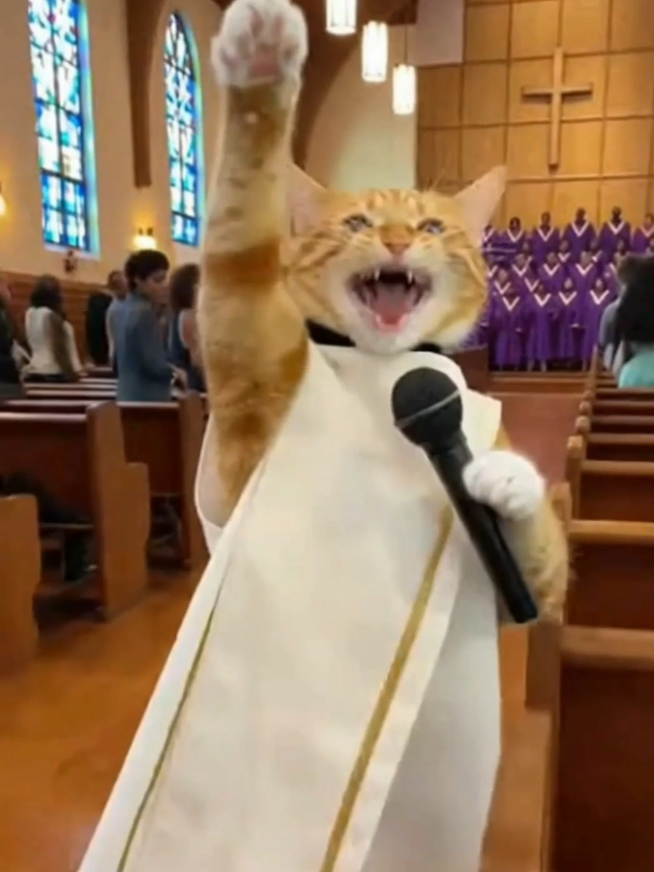 @The Cat Pods