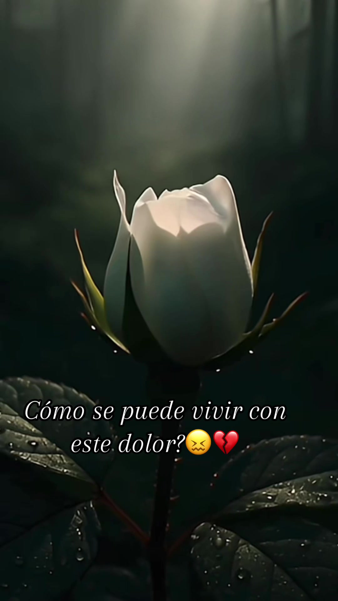 @13LesBelles13