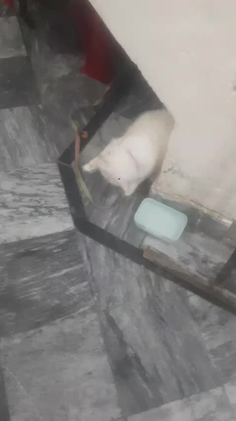 @cutecatlover8172