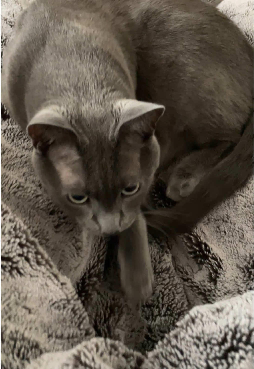 @ACatNamedMushroom