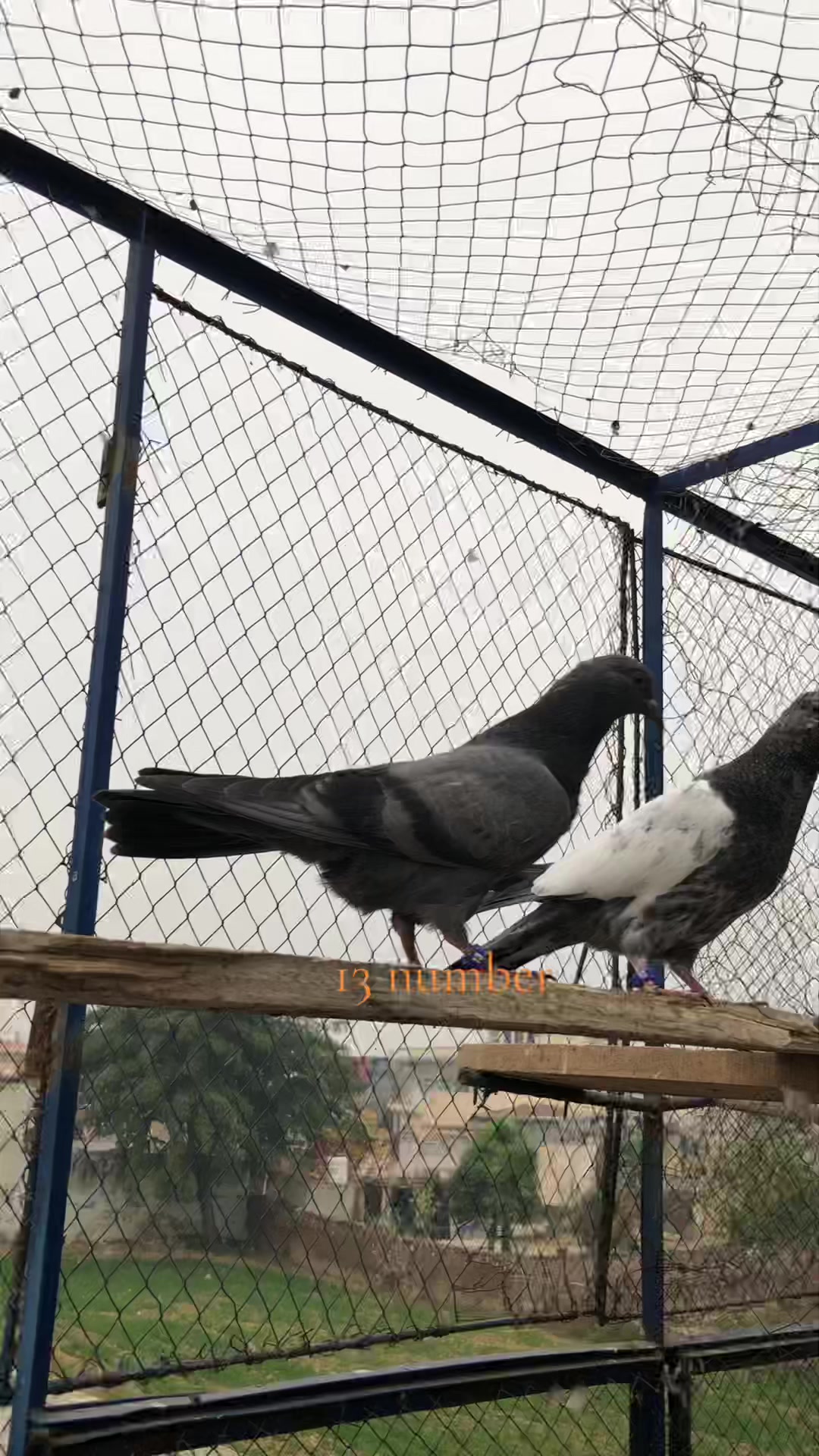@Malik Shehzad