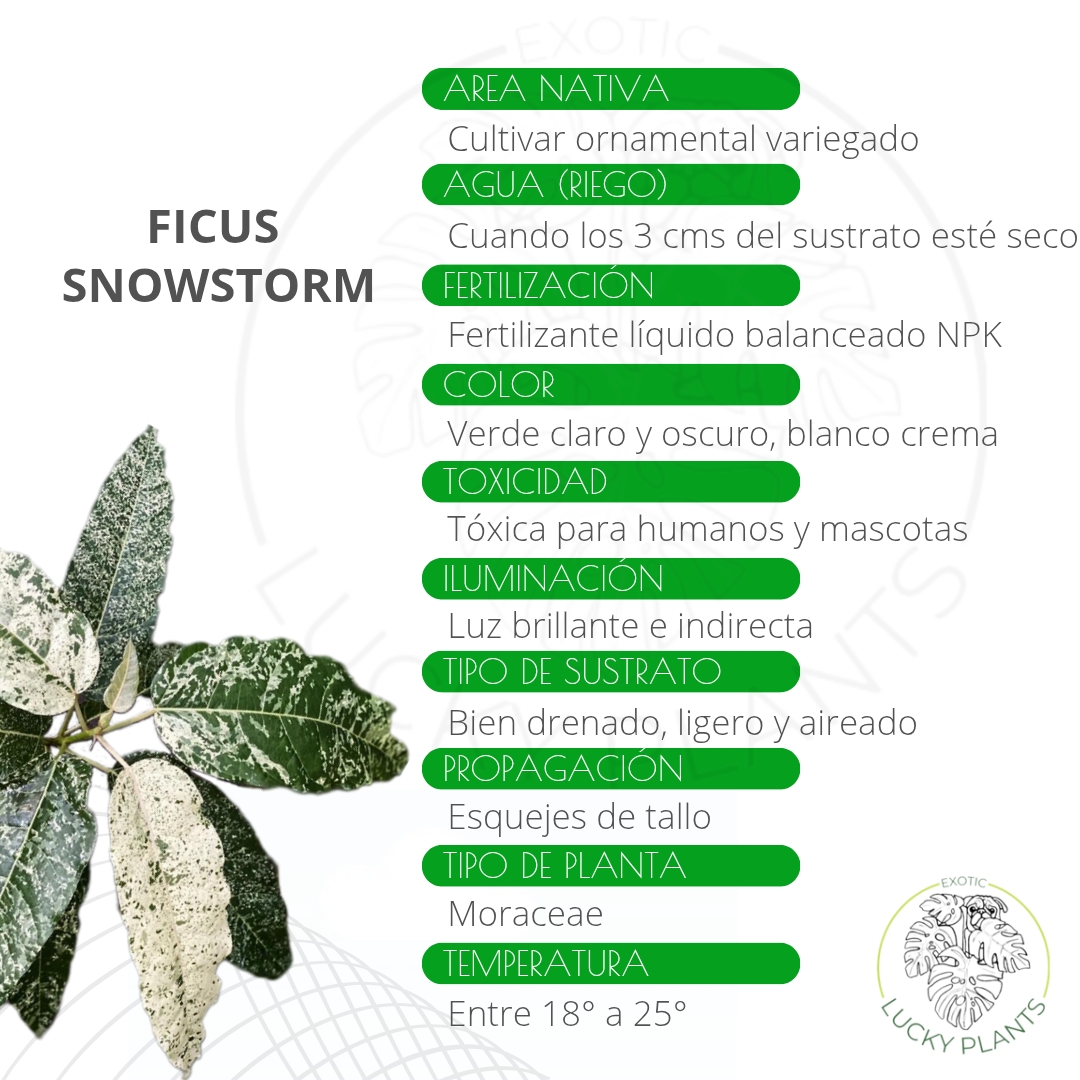 @LUCKY PLANTS