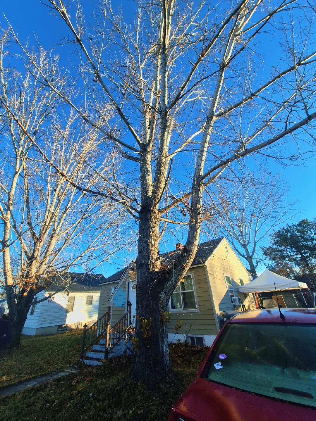 @LoyalTreeCare